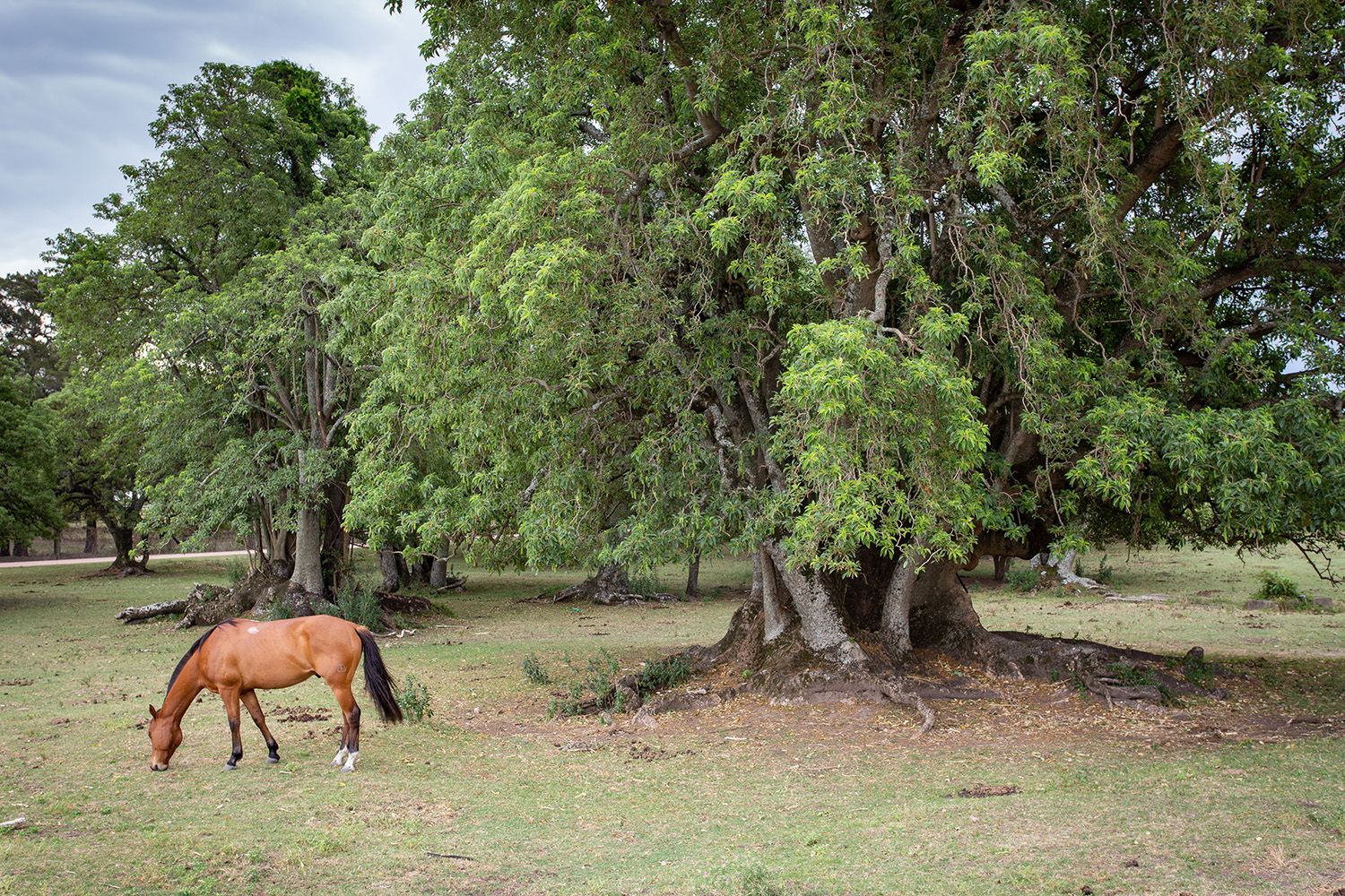 Fotografía: José Risso - Fray Bentos